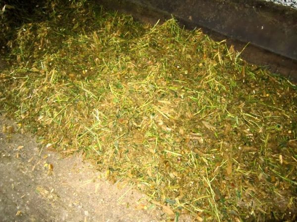 Campuran Pakan Kambing Kering Menggunakan Jerami Padi