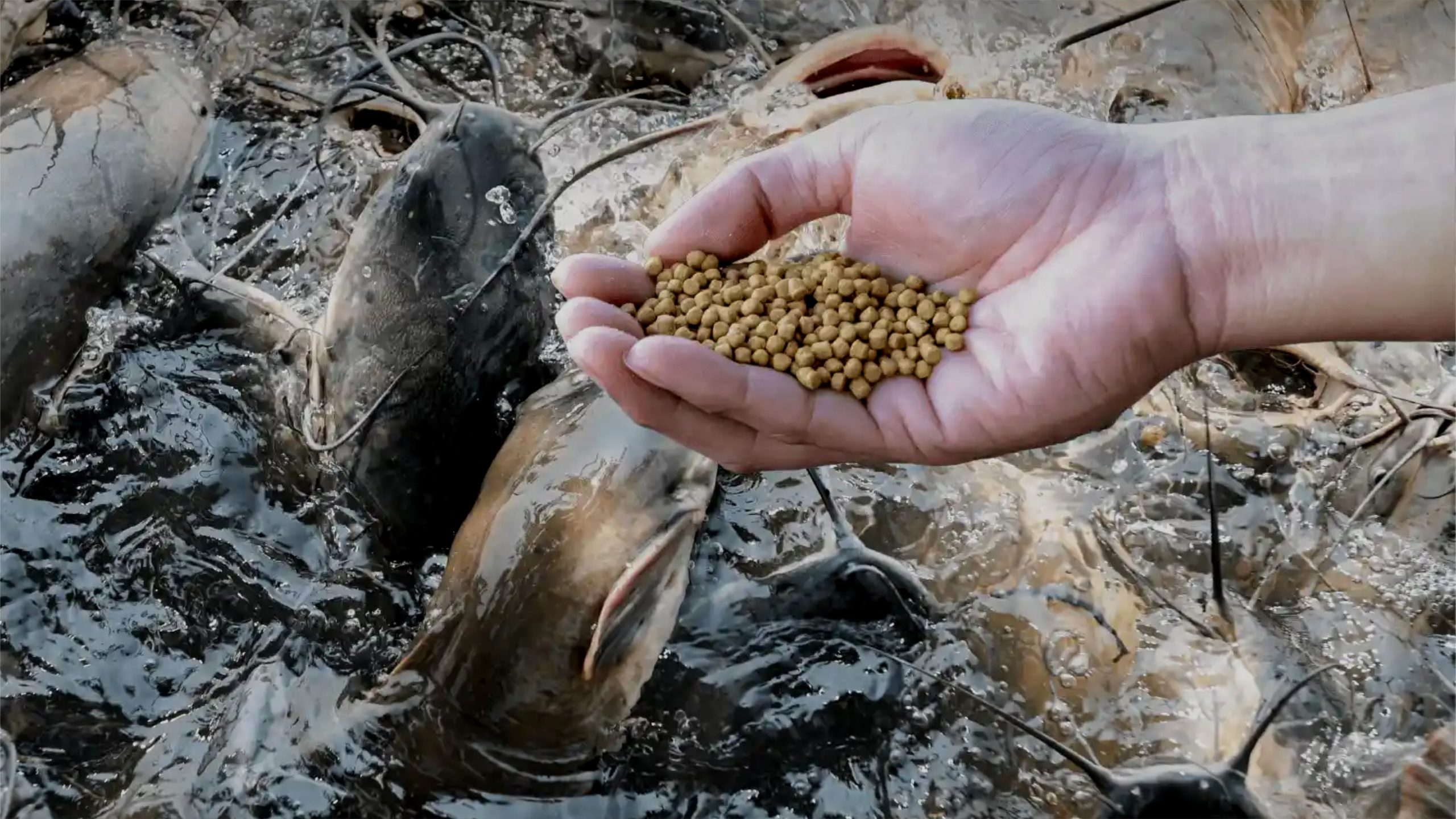 cara pemberian pakan lele