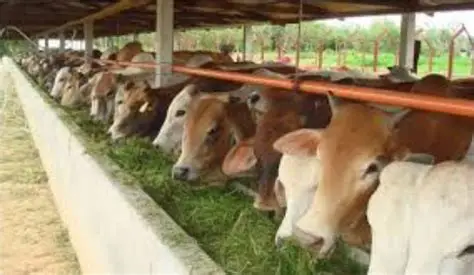 Hijauan Segar untuk Sapi sebagai Kunci Produksi Ternak