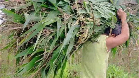 Hijauan Ruminansia Kualitas Unggul untuk Produktivitas Ternak