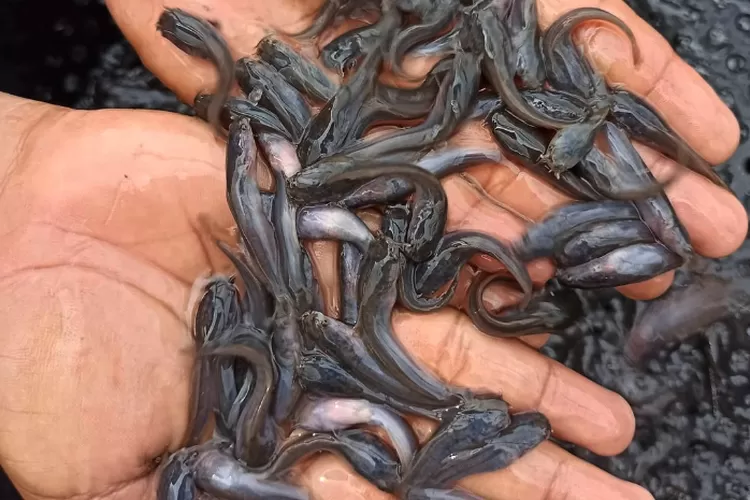 cara memilih benih lele berkualitas