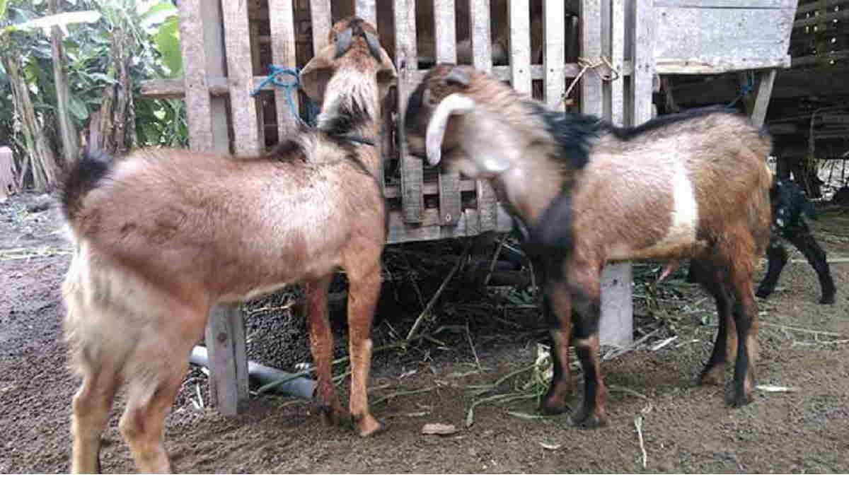 Langkah Strategis Memulai Ternak Kambing Pemula