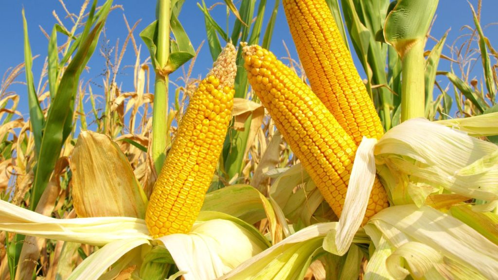 cara meningkatkan hasil panen jagung