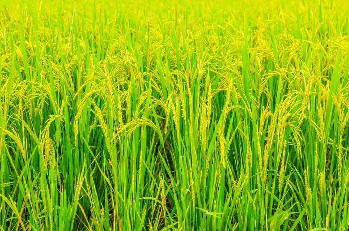 Contoh Kerusakan Mobil Mesin Penggiling Padi