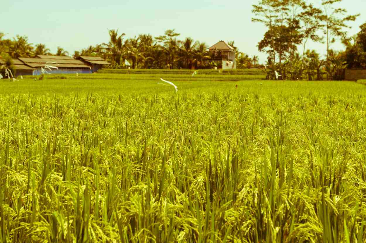 Mesin Perontok Padi untuk Panen Lebih Cepat