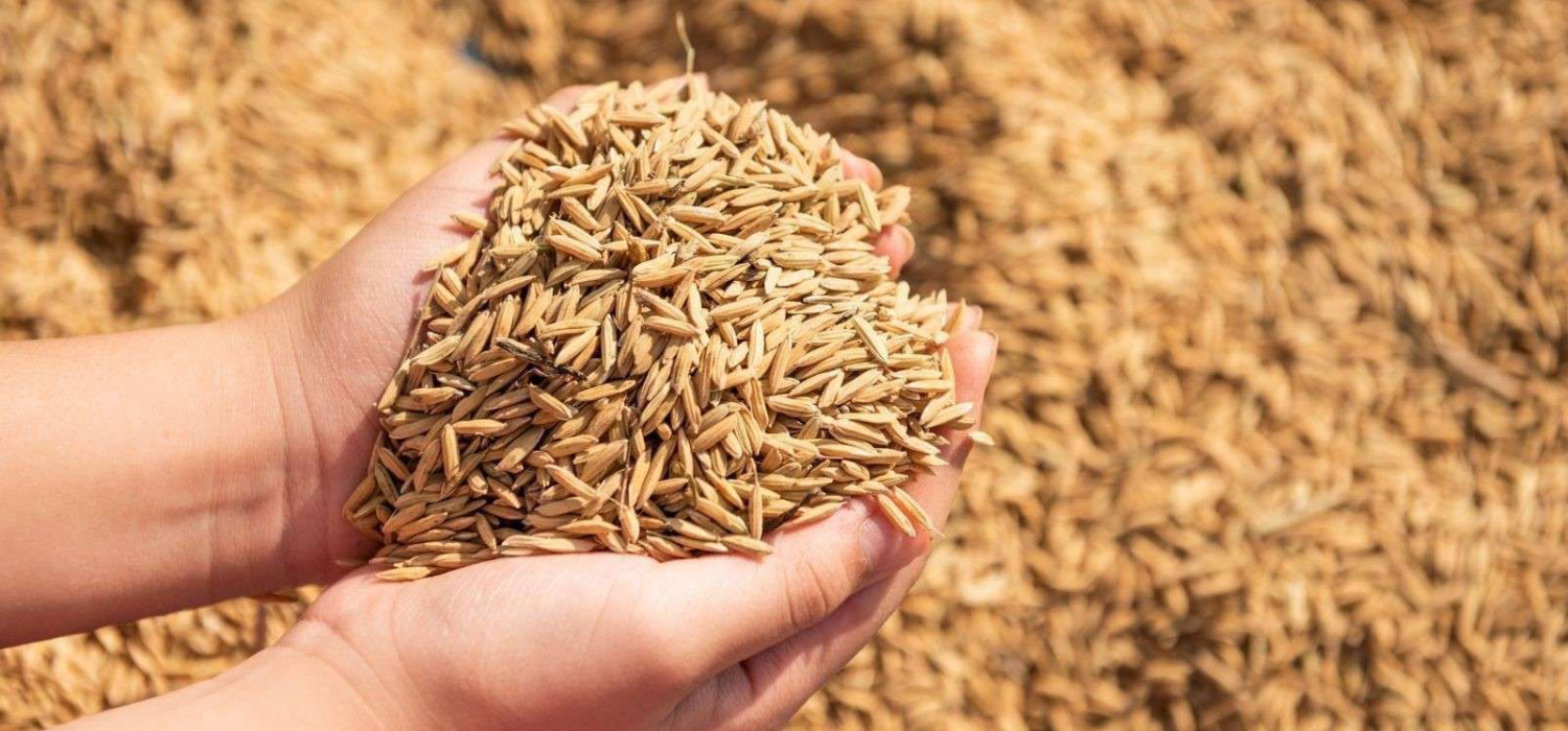 kelebihan mesin perontok padi otomatis