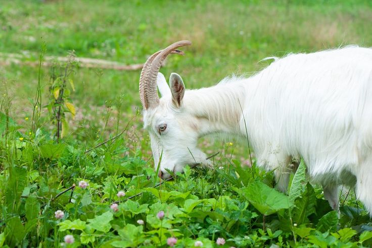 Pakan Kambing Rumput Liar Hemat Efektif