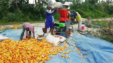 Tips Mempercepat Proses Pemipilan Jagung agar Hasil Lebih Efisien